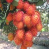 Chôm chôm nhãn (chôm chôm đường) chính hiệu bao ngon